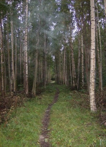 path through woods