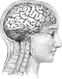 brain 3