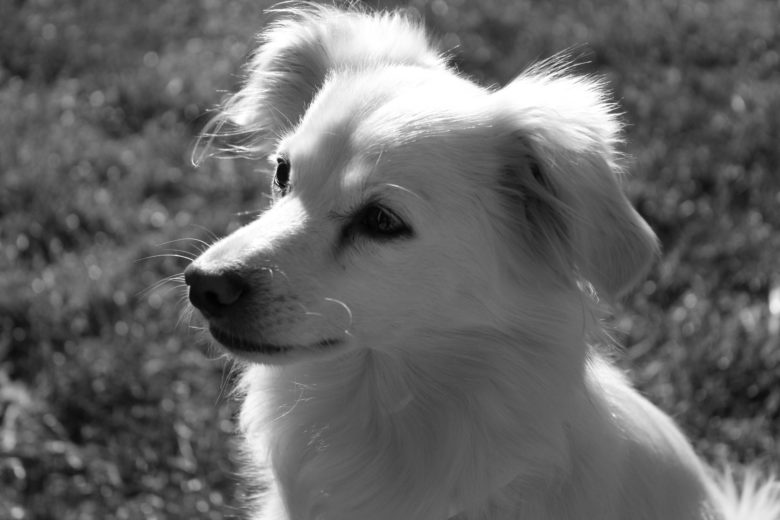 canine-dog-pet-cute-fur-nose-ears-training-sitting-obey-obeying-begging-780x520
