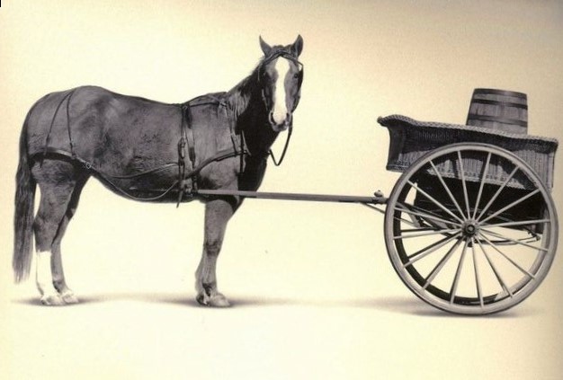 cart_before_the_horse_pictures_30991