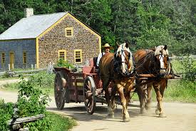 Horse before the cart 1