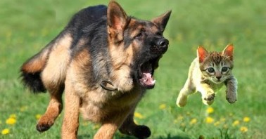 adorable picture of cat being chased