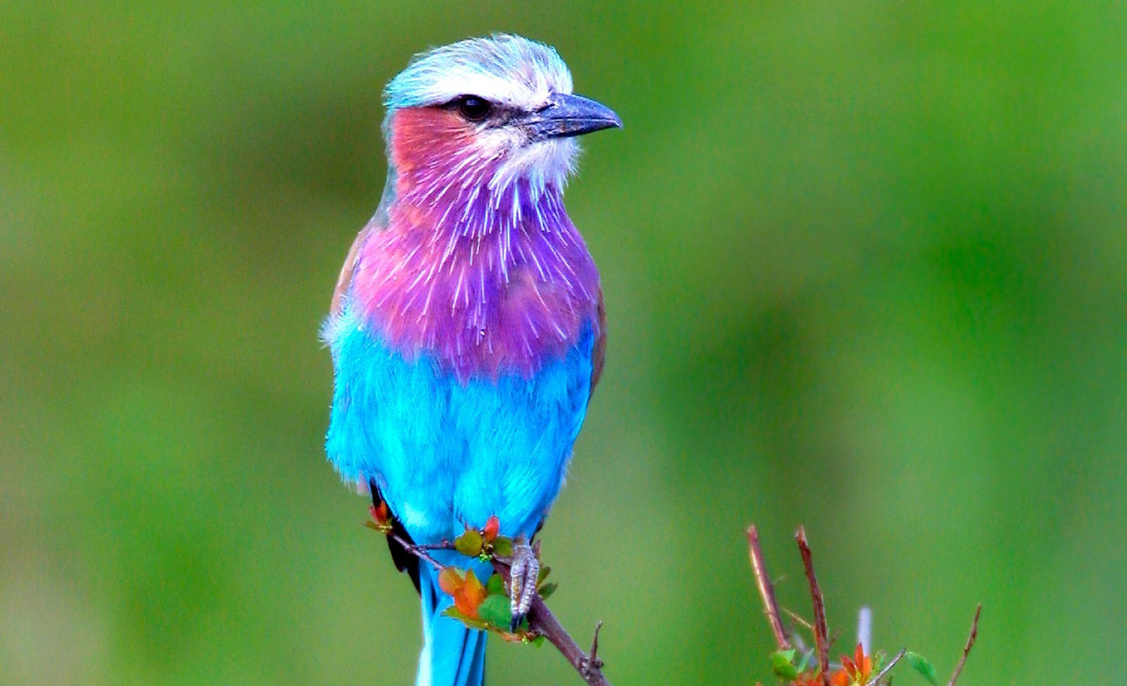 a bird 2
