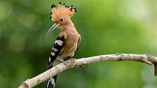 a bird 3
