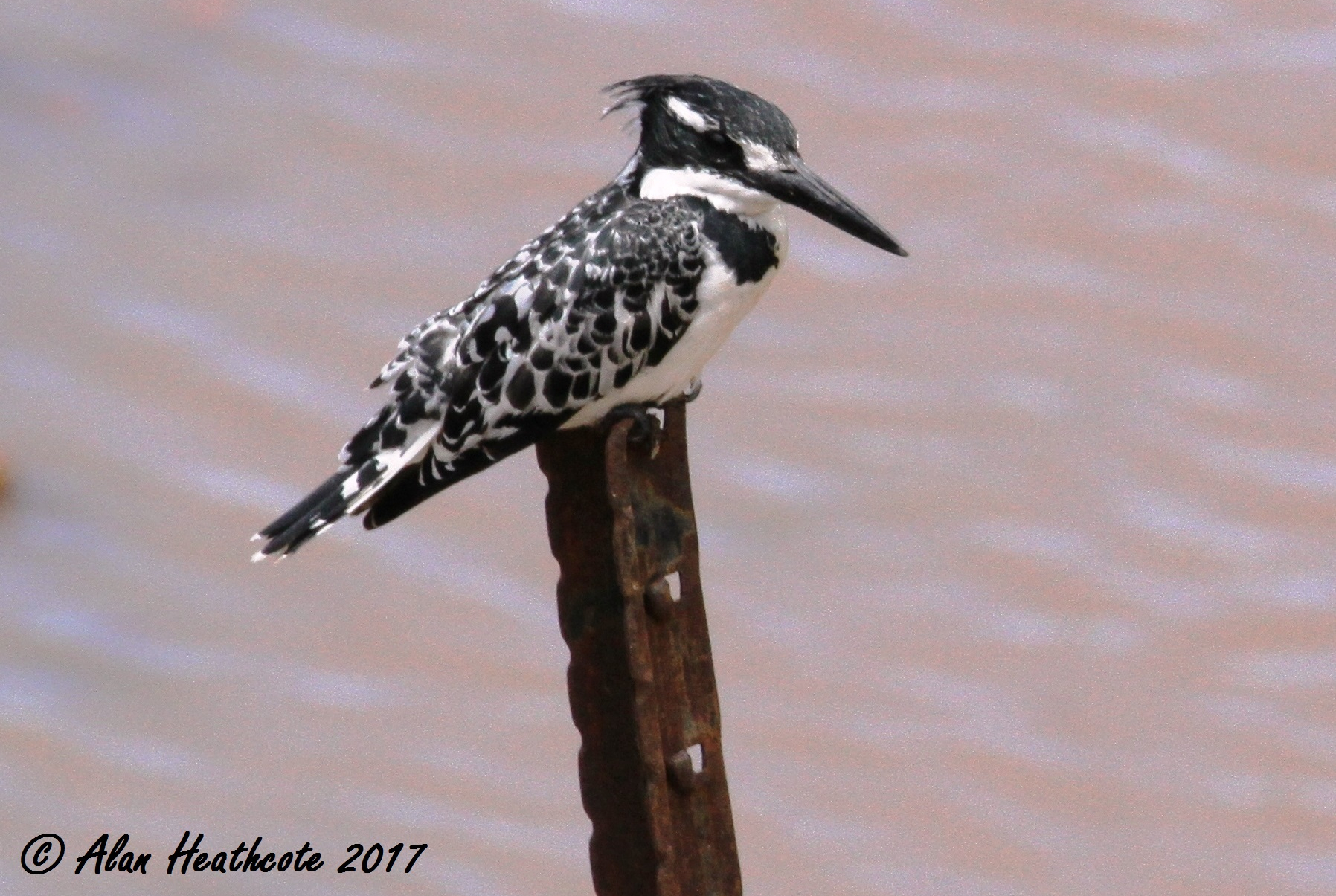 a-bird-blog-1.jpg