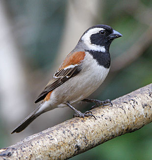 a bird blog 5