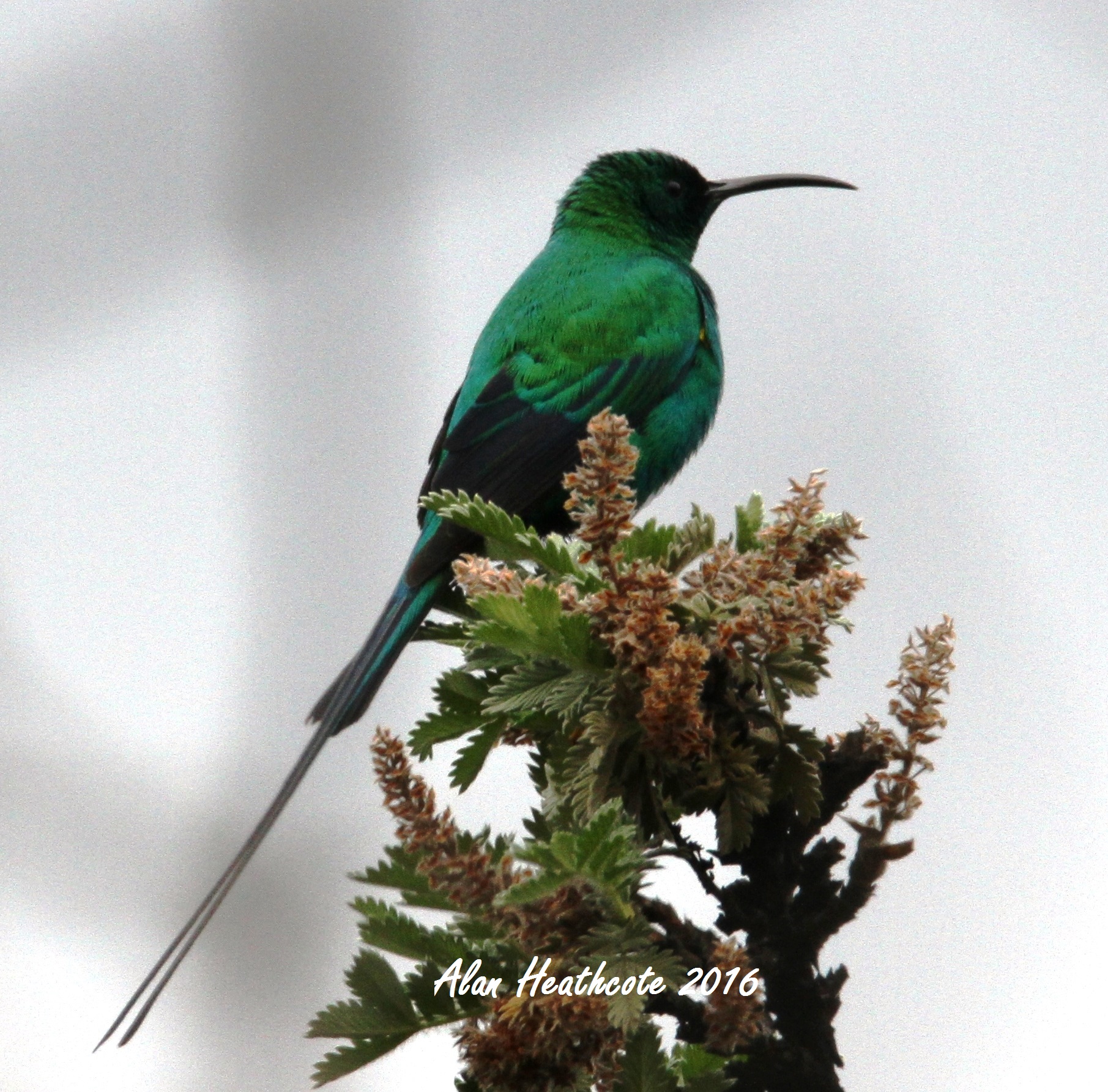 a bird blog