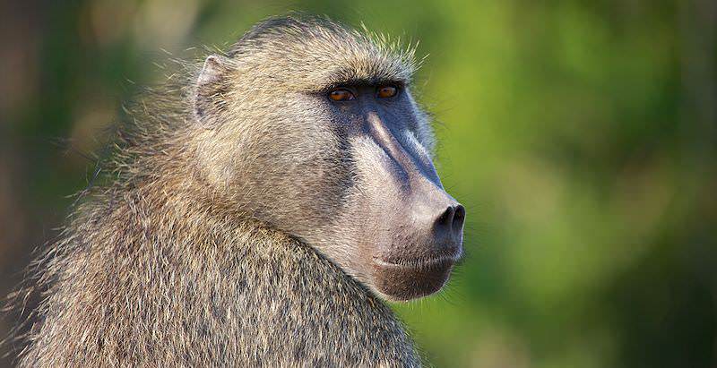 000-chachma-baboon