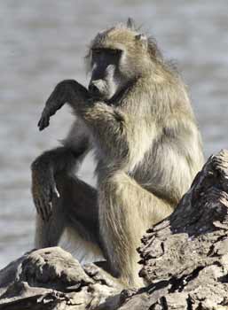 a baboon blogpost 7