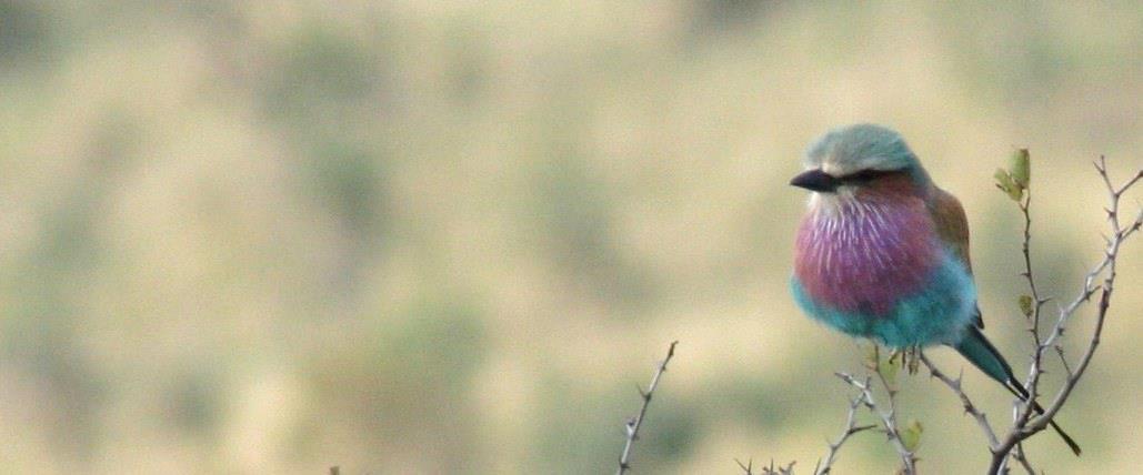 a blog on thankful to 4